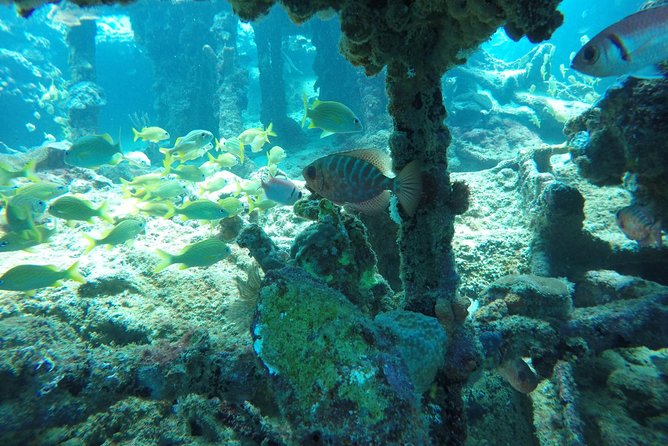 Elegance Catamaran turtles swim and lunch cruise - What the $165 price includes