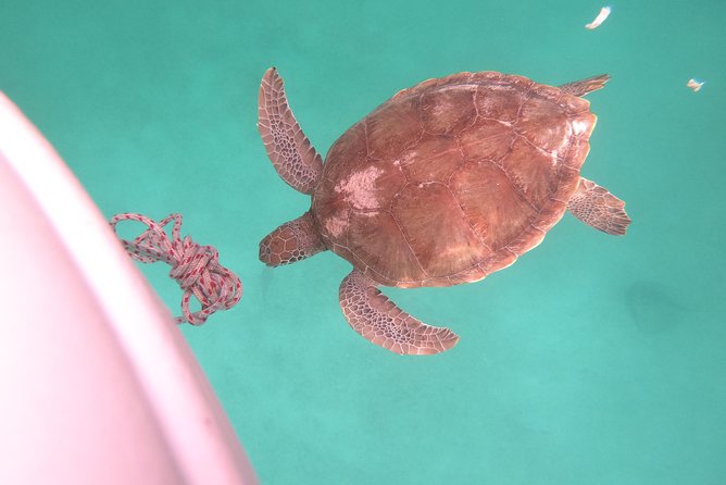Elegance Catamaran turtles swim and lunch cruise - Transfers, meeting points, and the one detail to confirm