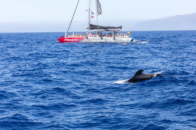 Exclusive Freebird Catamaran Whale and Dolphin Cruise to Caleta - Key points at a glance