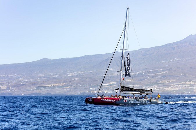 Exclusive Freebird Catamaran Whale and Dolphin Cruise to Caleta - The swim stop and cold Atlantic water