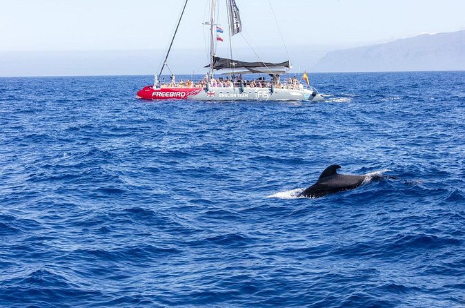 Exclusive Freebird Catamaran Whale and Dolphin Cruise to Caleta - Who should book this cruise?
