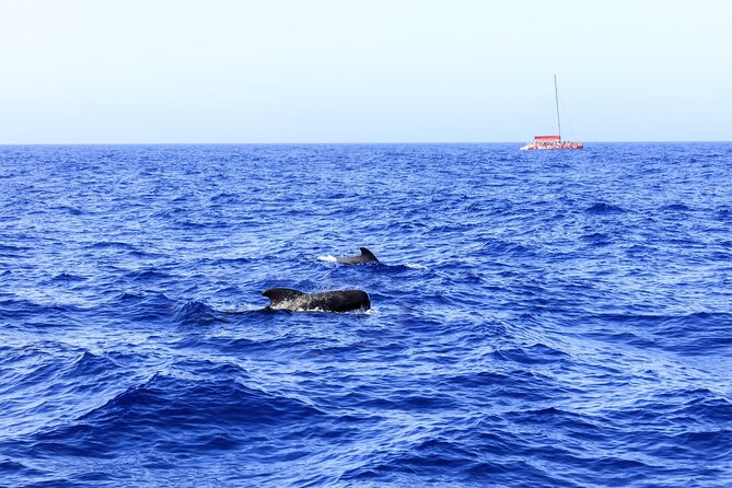 Exclusive Freebird Catamaran Whale and Dolphin Cruise to Caleta - Searching for dolphins and pilot whales