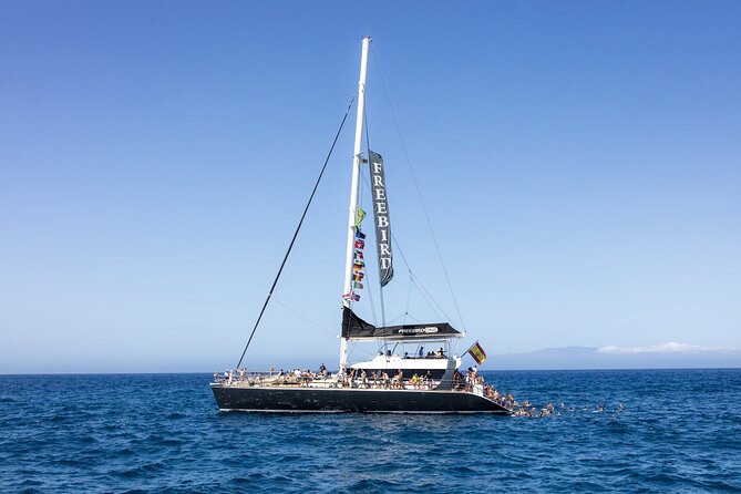 Exclusive Freebird Catamaran Whale & Dolphin to Masca From South - Watching dolphins and pilot whales offshore