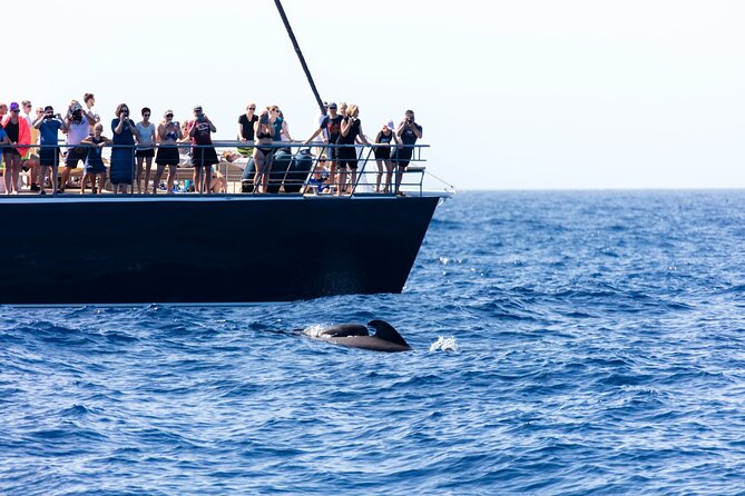Exclusive Freebird Catamaran Whale & Dolphin to Masca From South - Lunch, drinks, and what to expect from the bar