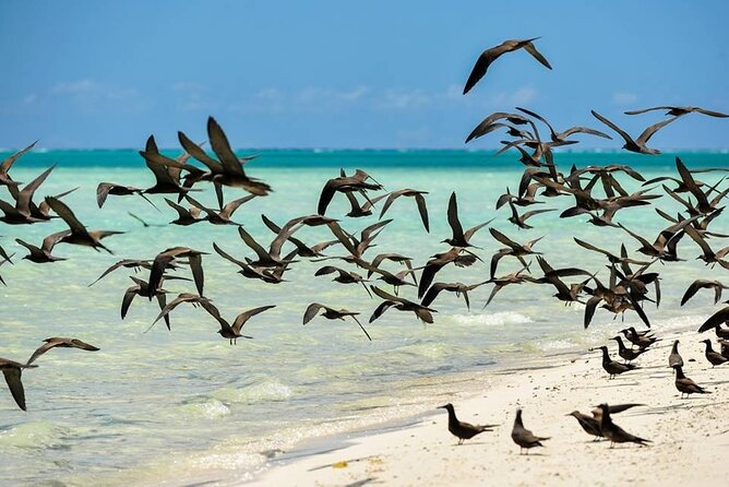 Excursion to Tetiaroa by Catamaran Visit Lunch Snorkeling - The final punch before returning to Papeete