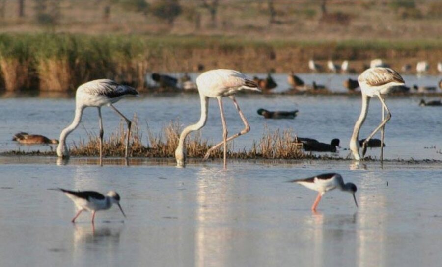 Faro: Ria Formosa Guided Sunset Tour by Catamaran - The outbound boat ride and guided views