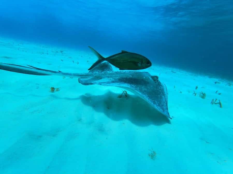 From Cozumel: El Cielo Beach by Catamaran Snorkeling Tour - El Cielo brings the starfish scenery