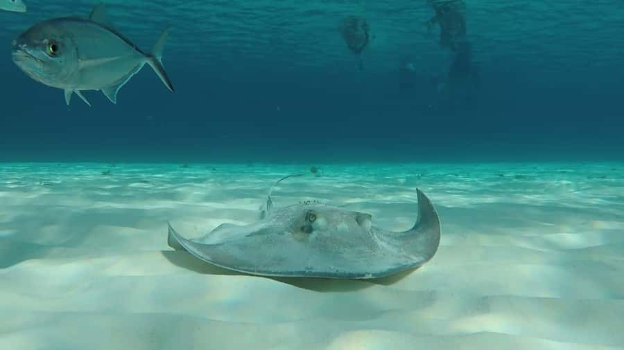 From Cozumel: El Cielo Beach by Catamaran Snorkeling Tour - Turtle Bay and Playa El Cielito add variety