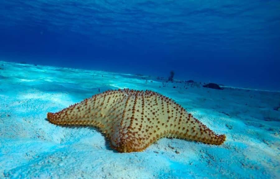 From Cozumel: El Cielo Beach by Catamaran Snorkeling Tour - The final beach break may happen from the water
