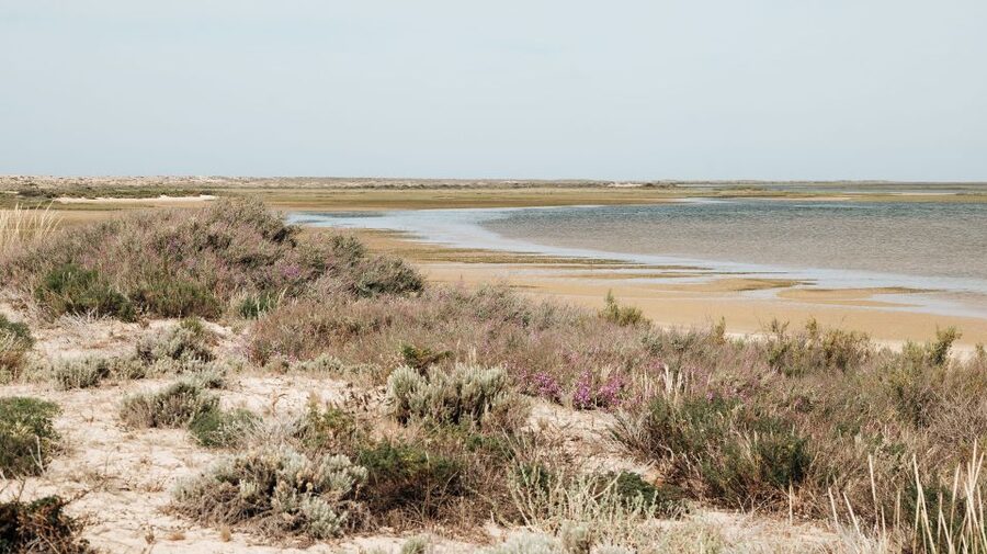 From Faro: Catamaran Boat Trip to Deserta Island with Stop - Estaminé Restaurant and the cost of island dining