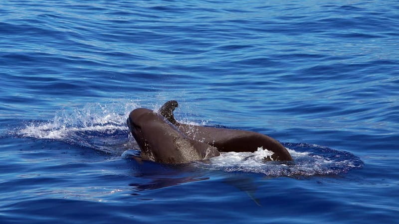 From Funchal: Ecological Catamaran Dolphin Whale Watching - A quiet start from Funchal Marina