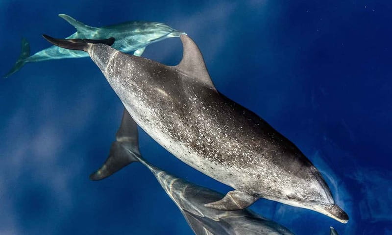 From Funchal: Ecological Catamaran Dolphin Whale Watching - Searching the open water with land-based spotters