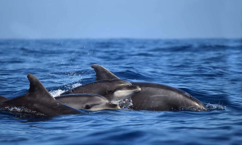 From Funchal: Ecological Catamaran Dolphin Whale Watching - Comfort, accessibility, and the practical details
