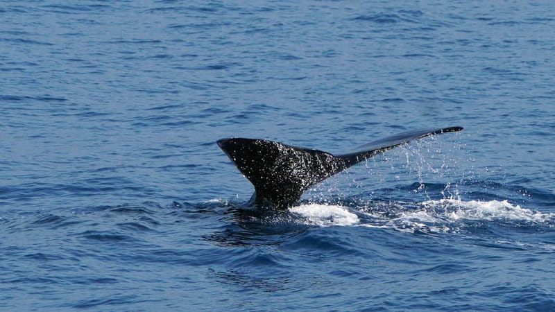 From Funchal: Ecological Catamaran Dolphin Whale Watching - Is $41 good value for three hours?
