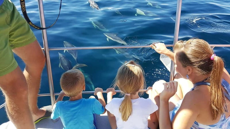 From Lagos: Dolphin Watching Catamaran Cruise - Key points at a glance