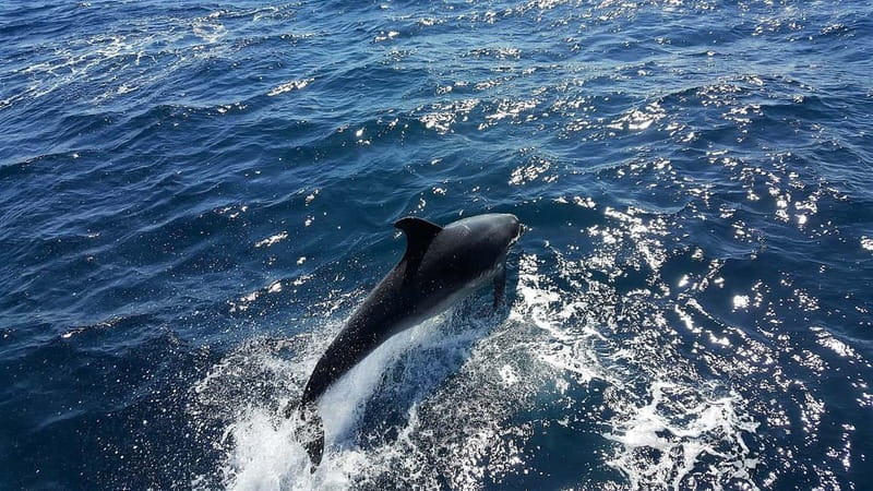 From Lagos: Dolphin Watching Catamaran Cruise - Why the dolphin search is worth your time