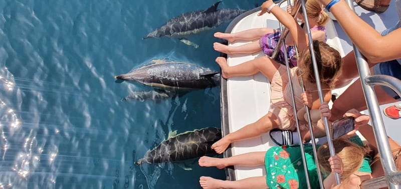 From Lagos: Dolphin Watching Catamaran Cruise - Reading the Algarve coast from the water