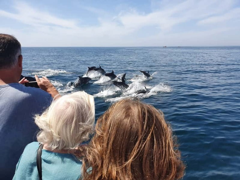 From Lagos: Dolphin Watching Catamaran Cruise - Swim stop and sea conditions