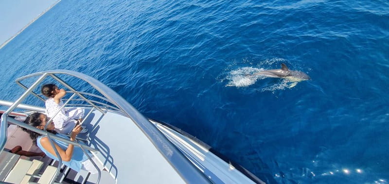 From Lagos: Dolphin Watching Catamaran Cruise - Tips for getting the best outing