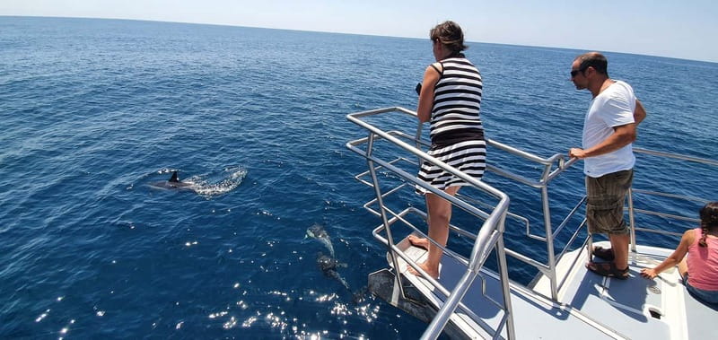 From Lagos: Dolphin Watching Catamaran Cruise - Who should book this cruise?
