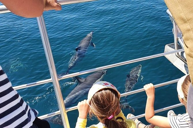 From Lagos: Dolphin Watching Cruise on a Catamaran - Leaving Marina de Lagos at 11:30 a.m.