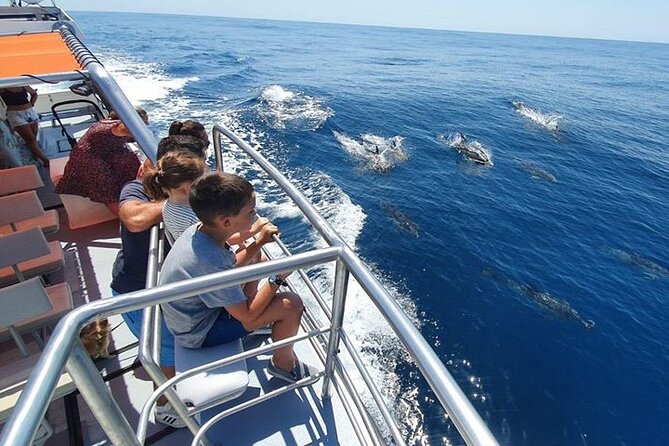 From Lagos: Dolphin Watching Cruise on a Catamaran - Finding dolphins in open Atlantic water