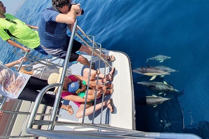 From Lagos: Dolphin Watching Cruise on a Catamaran - A rare chance to see whales too