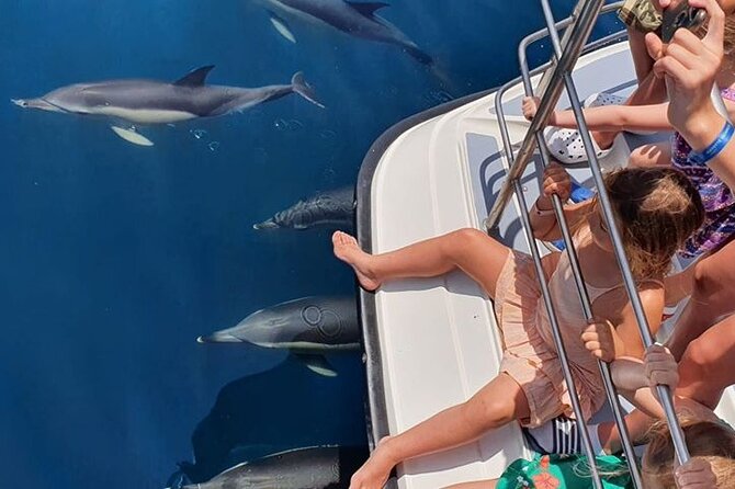 From Lagos: Dolphin Watching Cruise on a Catamaran - Access, comfort, and group size