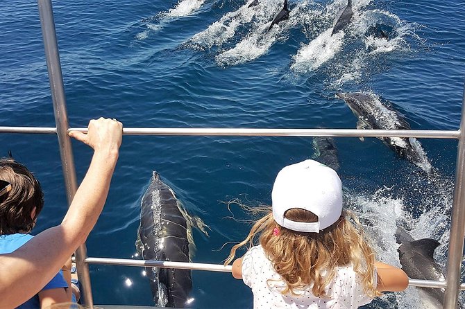 From Lagos: Dolphin Watching Cruise on a Catamaran - A motor catamaran made for wildlife watching