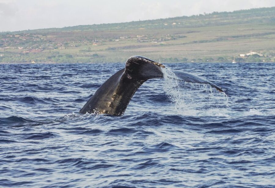 From Maalaea: Whale Watching Catamaran Cruise with Drinks - Who will enjoy this cruise most?