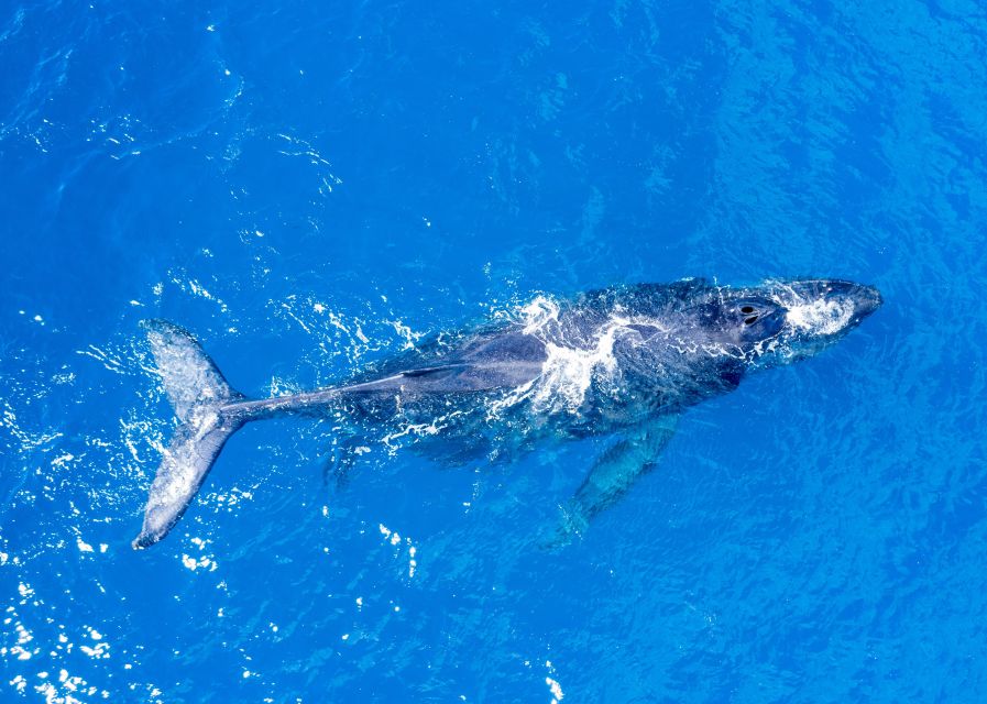 From Maalaea: Whale Watching Catamaran Cruise with Drinks - The 1.5-hour search for humpback whales