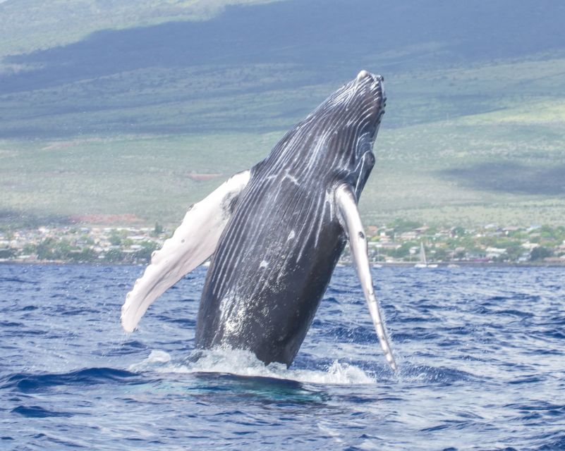 From Maalaea: Whale Watching Catamaran Cruise with Drinks - The view from Winona, with Maui, Molokai, and Lanai