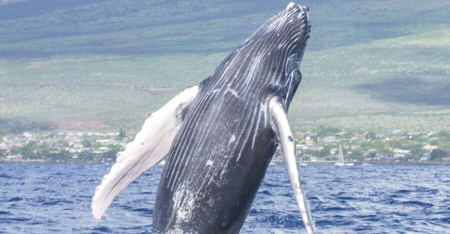From Maalaea: Whale Watching Catamaran Cruise with Drinks - Drinks, snacks, and the adult beverage policy