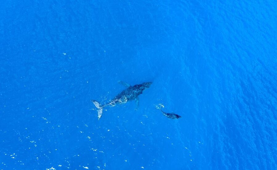 From Maalaea: Whale Watching Catamaran Cruise with Drinks - Is $69 a good value?