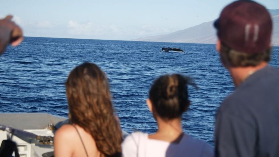 From Maalaea: Whale Watching Catamaran Cruise with Drinks - What to bring and how to prepare