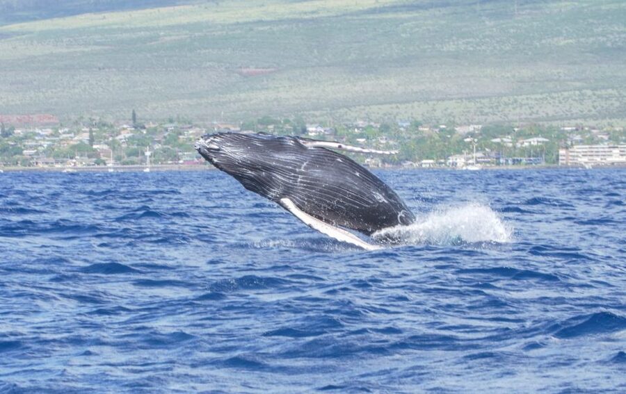 From Maalaea: Whale Watching Catamaran Cruise with Drinks - Arriving at Maalaea Harbor and finding Winona