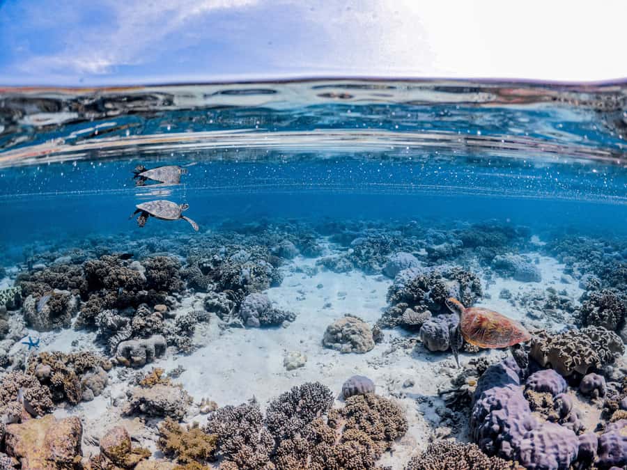 From Port Douglas: Outer Reef Cruise by Luxury Catamaran - Crew support and marine interpretation