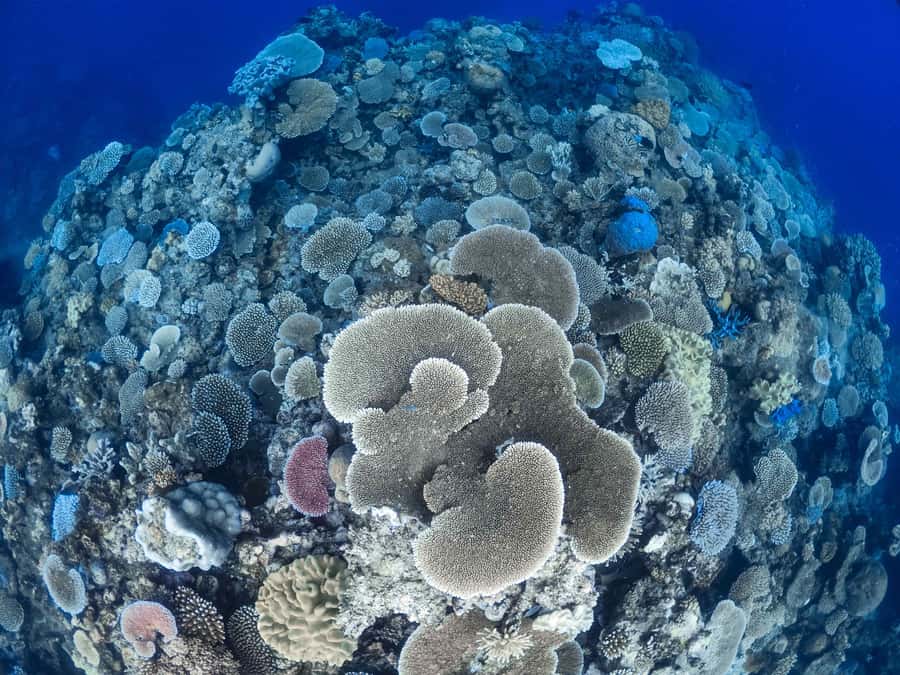 From Port Douglas: Outer Reef Cruise by Luxury Catamaran - Who should book this Mackay Cay cruise?