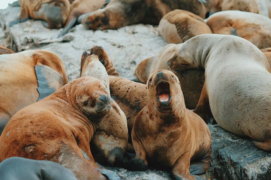 From Ushuaia: Beagle Channel Catamaran Tour - Sea lions around the second island