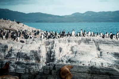 Beagle Channel Catamaran Tour