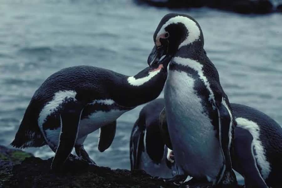 From Ushuaia: Penguin Watching Tour by Catamaran - Leaving Ushuaia through the Beagle Channel