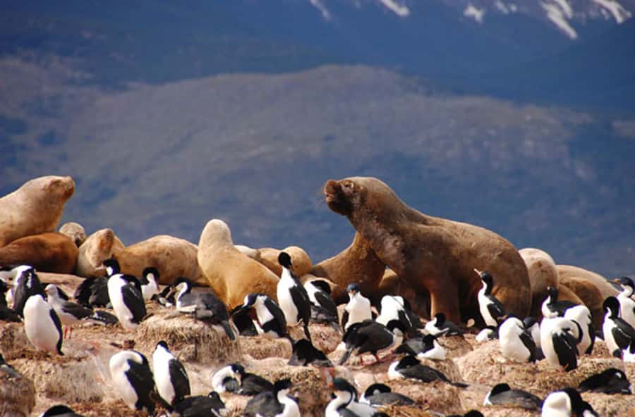 From Ushuaia: Penguin Watching Tour by Catamaran - Cormorants and the bird islands