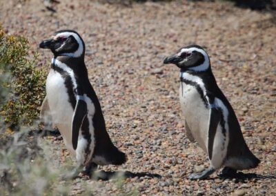 Penguin Watching Tour by Catamaran