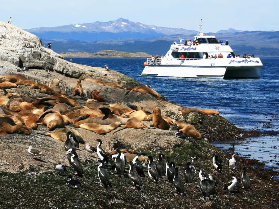 From Ushuaia: Penguin Watching Tour by Catamaran - Who should book this cruise?