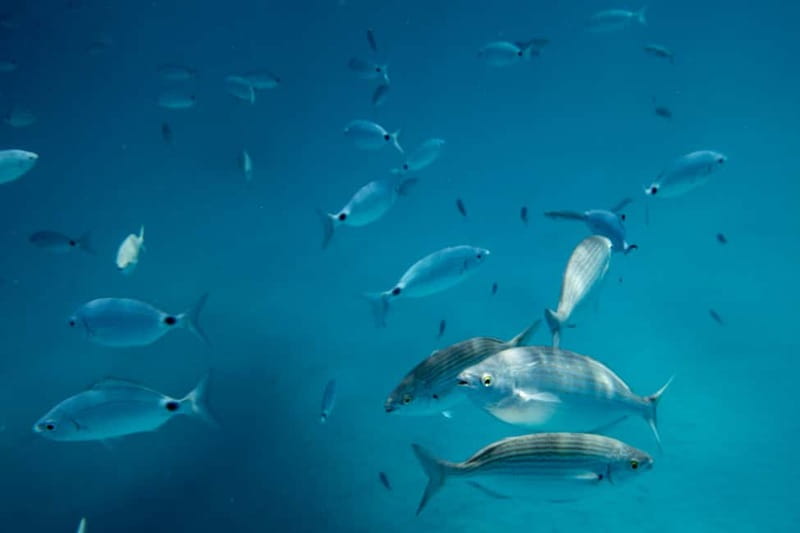 Fuerteventura: Lobos Island Catamaran Cruise with Lunch - Is four hours the right length?