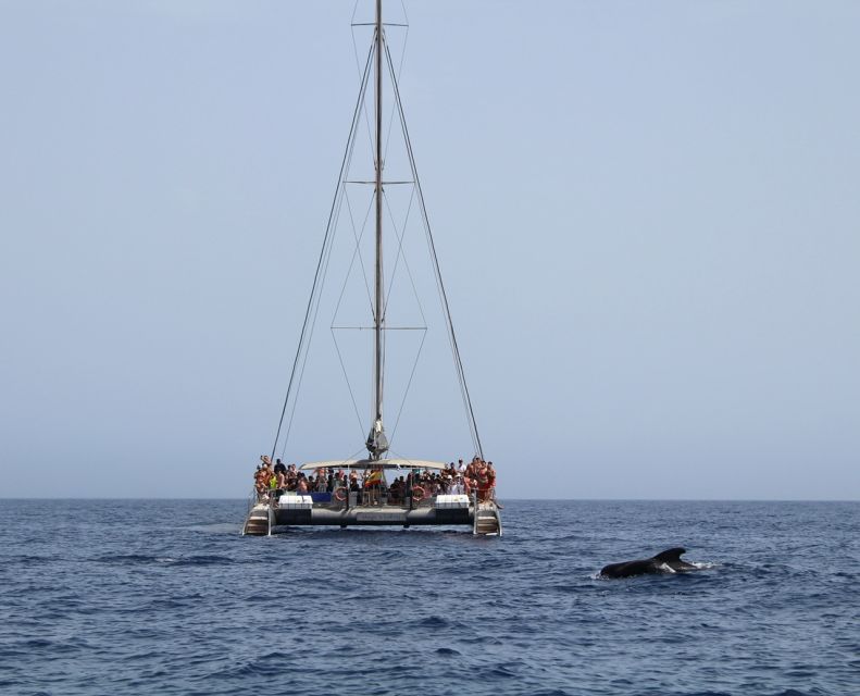 Fuerteventura: Magic Catamaran Trip with Food and Drinks - Setting out from Morro Jable port