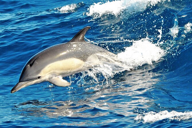 Fuerteventura: Magic Select Catamaran Trip with Food & Drinks - Resort Pickup and Meeting Point Advice