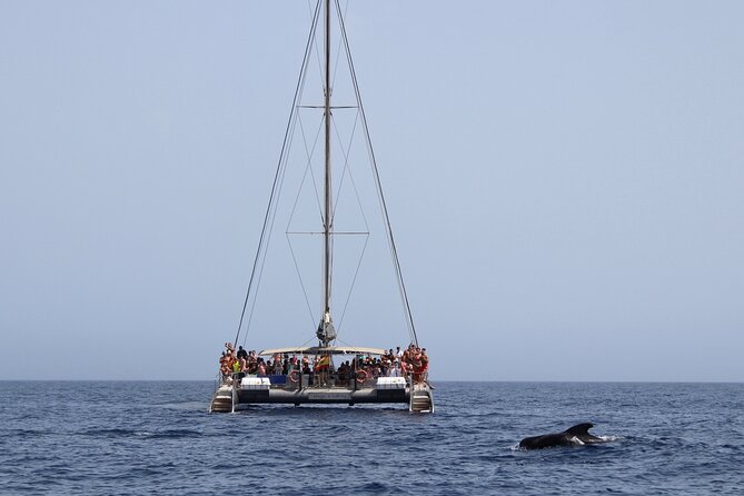 Fuerteventura: Magic Select Catamaran Trip with Food & Drinks - Who Will Enjoy This Catamaran Most?