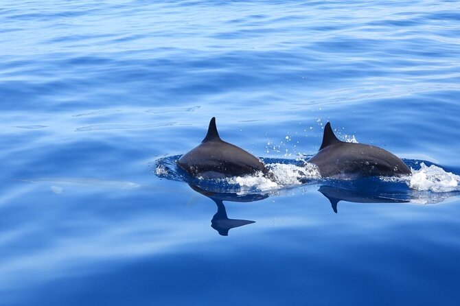 Full day EN Catamaran Martinique Dolphins and Turtles - A long morning on Fort-de-France Bay