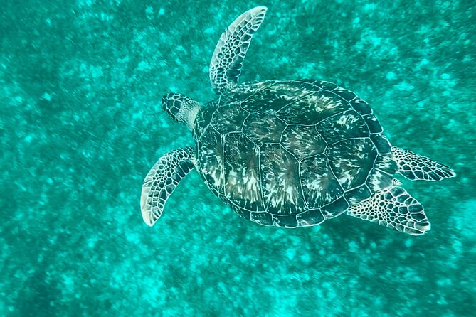 Full day EN Catamaran Martinique Dolphins and Turtles - Colombo lunch and island flavors